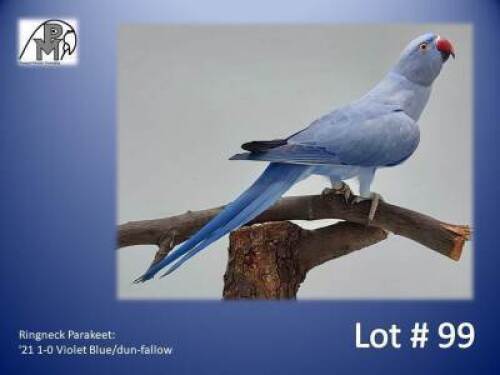 1-0 '21 Ringneck Parakeet: Violet Blue/dun-fallow - Herbst & Seuns Vo&euml;lboerdery