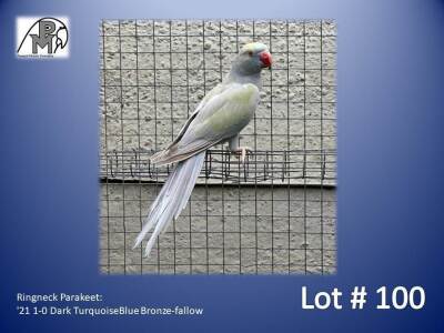 1-0 '21 Ringneck Parakeet: Dark TurquoiseBlue Bronze-fallow - Jaco Rossouw