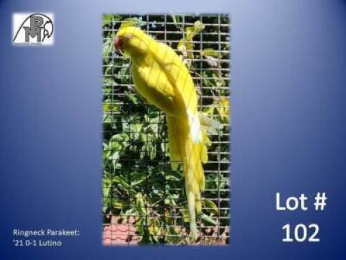 0-1 '21 Ringneck Parakeet: Lutino - Andries Horn