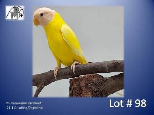 0-1 '21 Plum-headed Parakeet: Lutino - Herbst & Seuns Vo&euml;lboerdery