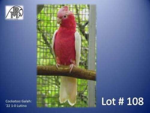 1-0 '22 Cockatoo: Galah: Lutino - Fanie Klopper