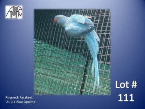 0-1 '21 Ringneck Parakeet: Blue Opaline - Tokkie Slabbert