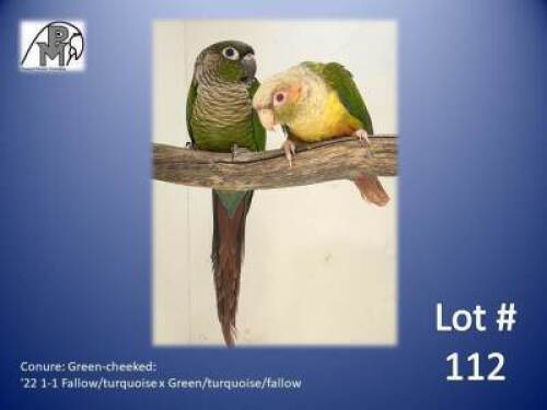 1-1 '22 Conure: Green-cheeked: Fallow/turquoise x Green/turquoise/fallow - Piet Jacobs