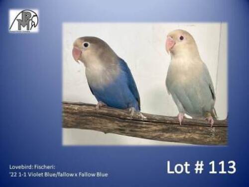 1-1 '22 Lovebird: Fischeri: Violet Blue/fallow x Fallow Blue - Piet Jacobs