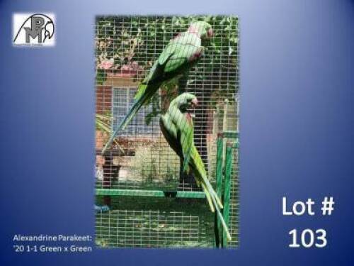 1-1 '20 Alexandrine Parakeet: Green x Green - Andries Horn