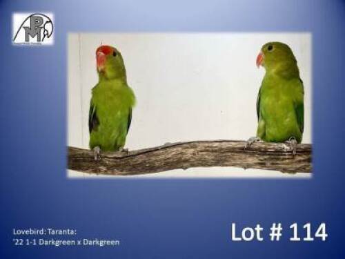 1-1 '22 Lovebird: Taranta: Darkgreen x Darkgreen - Piet Jacobs