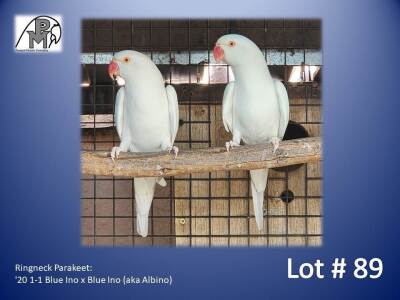 1-1 '20 Ringneck Parakeet: Blue Ino x Blue Ino (aka Albino) - Mike Riley