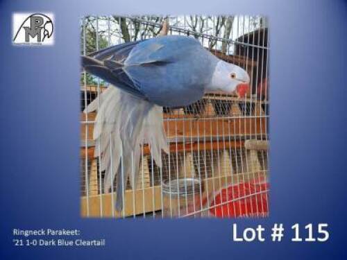 1-0 '21 Ringneck Parakeet: Dark Blue Cleartail - Leon Van Heerden