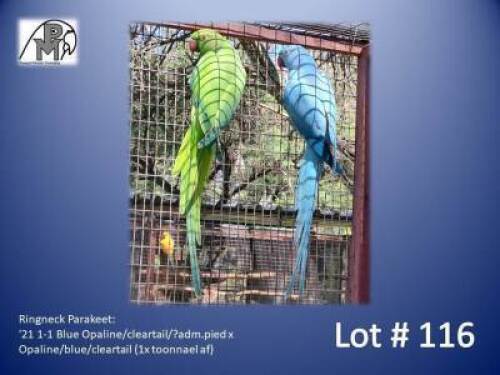 1-1 '21 Ringneck Parakeet: Blue Opaline/cleartail/?adm.pied x Opaline/blue/cleartail (1x toonnael af) - Leon Van Heerden