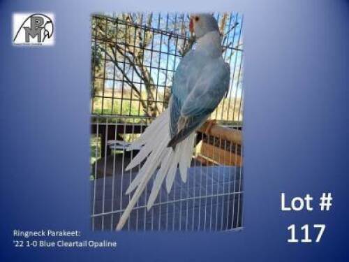 1-0 '22 Ringneck Parakeet: Blue Cleartail Opaline - Leon Van Heerden