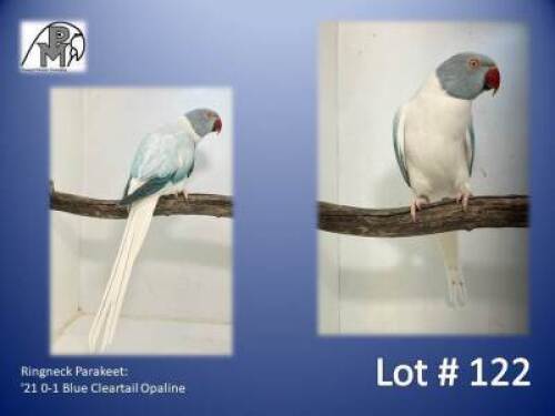 0-1 '21 Ringneck Parakeet: Blue Cleartail Opaline - Piet Jacobs