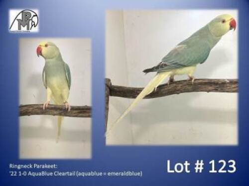 1-0 '22 Ringneck Parakeet: AquaBlue Cleartail (aquablue = emeraldblue) - Piet Jacobs