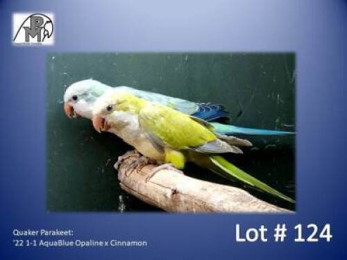 1-1 '22 Quaker Parakeet: AquaBlue Opaline x Cinnamon - Fanie Klopper