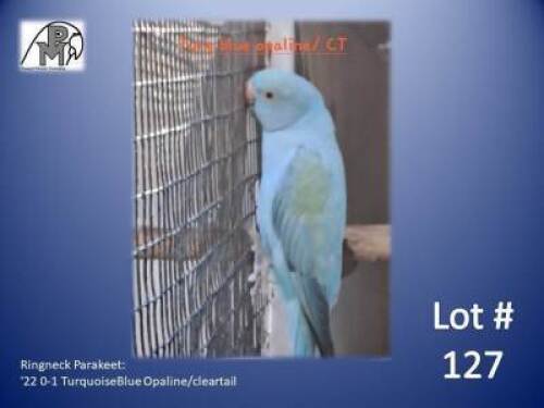 0-1 '22 Ringneck Parakeet: TurquoiseBlue Opaline/cleartail - Doep Bruwer