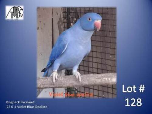 0-1 '22 Ringneck Parakeet: Violet Blue Opaline - Doep Bruwer