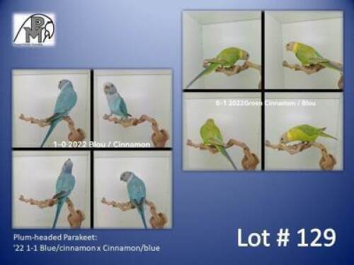 1-1 '22 Plum-headed Parakeet: Blue/cinnamon x Cinnamon/blue - Chris Jacobs