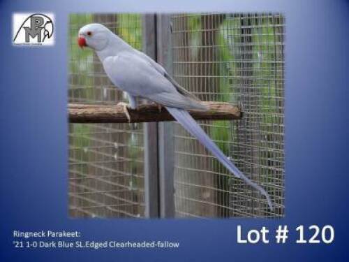 1-0 '21 Ringneck Parakeet: Dark Blue SL.Edged Clearheaded-fallow - Chris Lordan