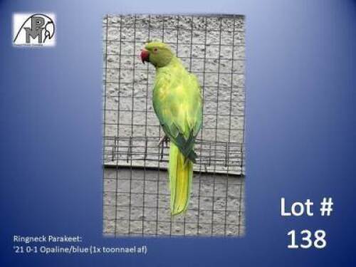 0-1 '21 Ringneck Parakeet: Opaline/blue (1x toonnael af) - Jaco Rossouw