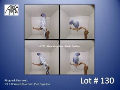 1-0 '21 Ringneck Parakeet: Violet Blue Dom.Pied/opaline - Chris Jacobs