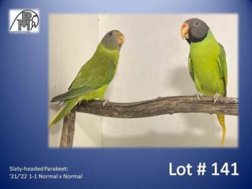 1-1 '21/'22 Slaty-headed Parakeet: Normal x Normal - Piet Jacobs
