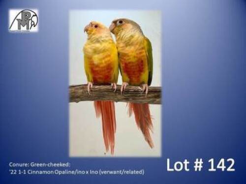 1-1 '22 Conure: Green-cheeked: Cinnamon Opaline/ino x Ino (verwant/related) - Piet Jacobs
