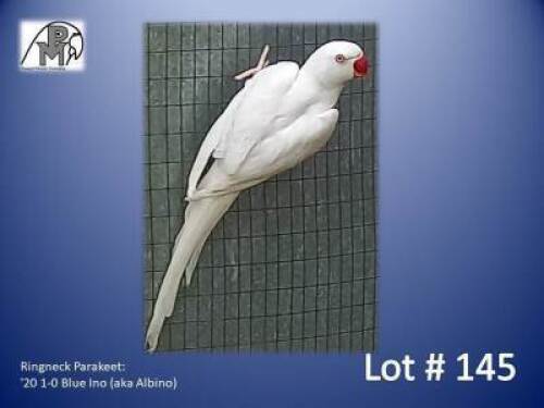 1-0 '20 Ringneck Parakeet: Blue Ino (aka Albino) - Mark Schwartz