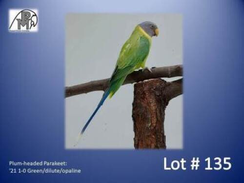 1-0 '21 Plum-headed Parakeet: Green/dilute/opaline - Herbst & Seuns Vo&euml;lboerdery