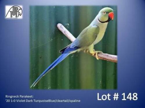 1-0 '20 Ringneck Parakeet: Violet Dark TurquoiseBlue/cleartail/opaline - Fanie Klopper