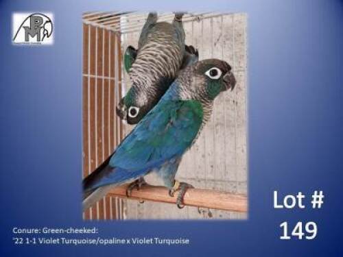 1-1 '22 Conure: Green-cheeked: Violet Turquoise/opaline x Violet Turquoise - Fanie Klopper