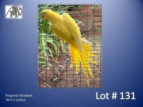0-1 '20 Ringneck Parakeet: Lutino - Johann Kotz&eacute;