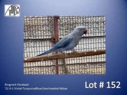 0-1 '21 Ringneck Parakeet: Violet TurquoiseBlue/clearheaded-fallow - Jaco Rossouw