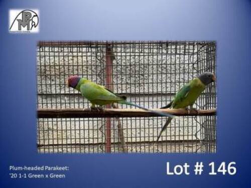 1-1 '20 Plum-headed Parakeet: Green x Green - Jaco Rossouw