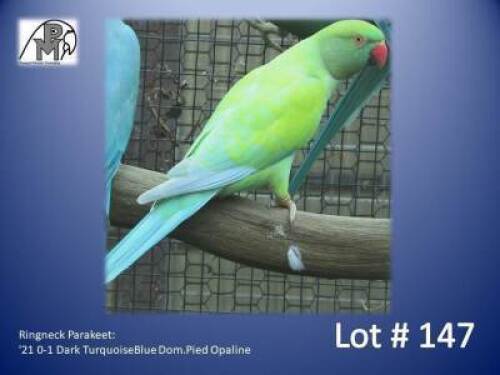 0-1 '21 Ringneck Parakeet: Dark TurquoiseBlue Dom.Pied Opaline - Fanie Klopper