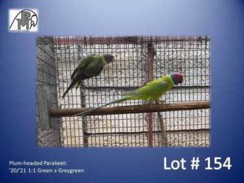 1-1 '20/'21 Plum-headed Parakeet: Green x Greygreen - Jaco Rossouw