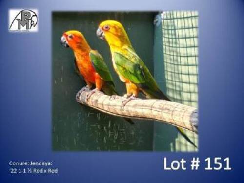 1-1 '22 Conure: Jendaya: 1/2 Red x Red - Fanie Klopper