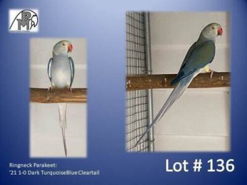 1-0 '21 Ringneck Parakeet: Dark TurquoiseBlue Cleartail - Birdshaven
