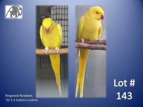 1-1 '22 Ringneck Parakeet: Lutino x Lutino - Mark Schwartz