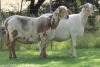 2+2X MEATMASTER EWE EDENBURG (Pay per Animal) - 2