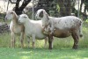 3+1X MEATMASTER EWE EDENBURG (Pay per Animal) - 2