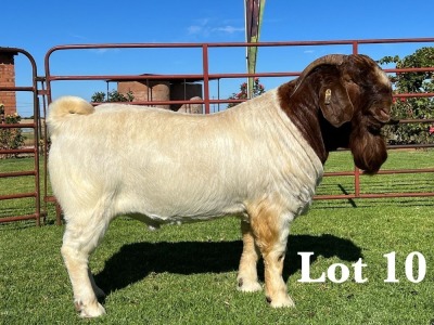 1X BOER GOAT FLOCK - TEET BUCK LUKAS BURGER BOER GOAT STUD