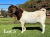 1X BOER GOAT STUD BUCK LUKAS BURGER BOER GOAT STUD