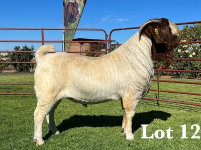 1X BOER GOAT FLOCK - COLOUR BUCK LUKAS BURGER BOER GOAT STUD