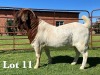 1X BOER GOAT STUD BUCK LUKAS BURGER BOER GOAT STUD