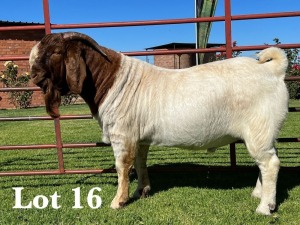 1X BOER GOAT FLOCK - COLOUR BUCK LUKAS BURGER BOER GOAT STUD