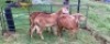 LOT 71 1X MEATMASTER OOI/EWE B3 GENETICS - 3