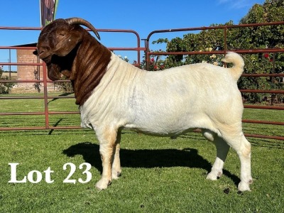 1X BOER GOAT PS BUCK LUKAS BURGER BOER GOAT STUD