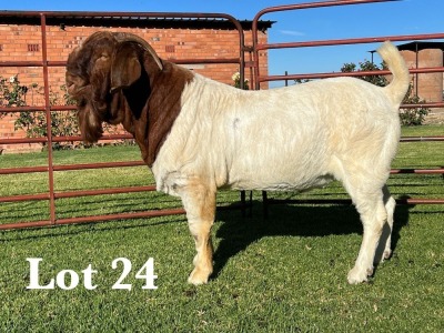 1X BOER GOAT FLOCK BUCK LUKAS BURGER BOER GOAT STUD