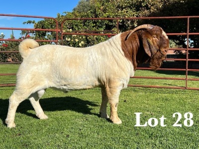 1X BOER GOAT FLOCK - TEET BUCK LUKAS BURGER BOER GOAT STUD