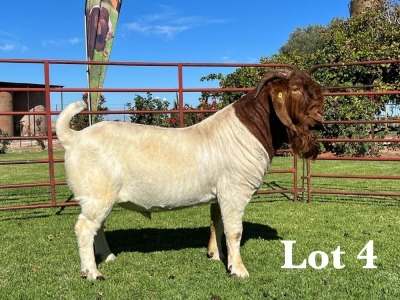 1X BOER GOAT FLOCK - COLOUR & TEET BUCK LUKAS BURGER BOER GOAT STUD