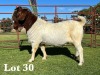 1X BOER GOAT FLOCK - COLOUR BUCK LUKAS BURGER BOER GOAT STUD